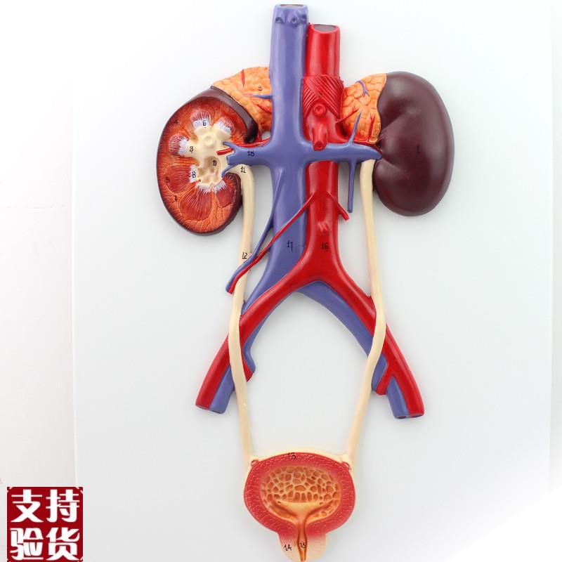 ENOVO颐诺人体泌尿系统模型输尿管膀H胱尿道模型肾解剖模型医学泌