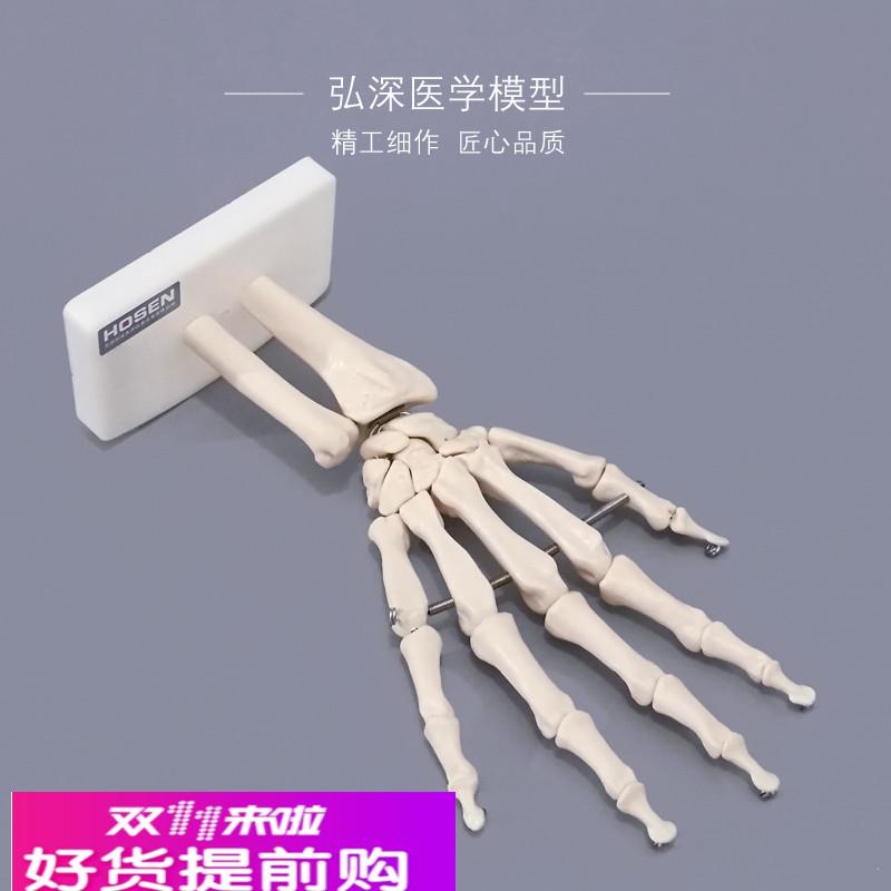 手骨模型手腕关节手部解剖手掌骨骼结构附韧带可活动医学教学模具