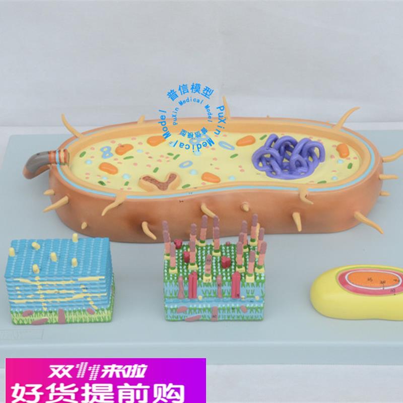 普信 细菌模型 细胞核模型 染色体模型 生物教学模型 鞭毛模型