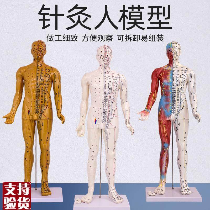 85CM人体穴位模型反射区经络按摩男E针灸半皮半肌肉骨骼解剖超清