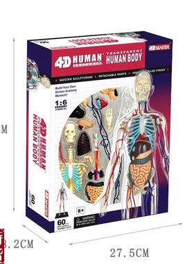 4DMASTER人体解剖拼装模型生物教学P模型教具全身透明人