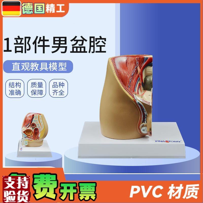 德国】成人小型男性矢状解剖y模型生殖系统男盆腔结构前列腺男科