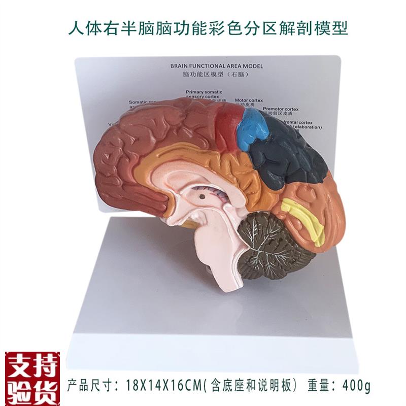 人体右半脑脑功能彩色分区解剖模型小脑丘脑脑桥人体Y教仪医用包
