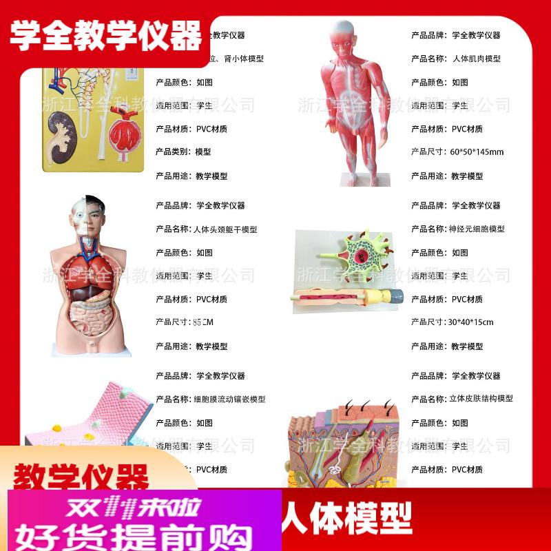 人体模型生物模型初高中生物实验器材中学生物教学教学模型展示
