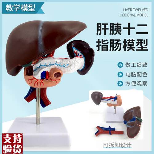 肝胰十二指肠模型肝脾血管和C胰腺结构模型肝脏脾胰腺模型