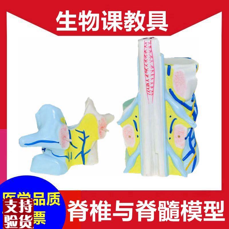脊椎解剖模型中学生物y课教具椎管椎体结构脊髓神经