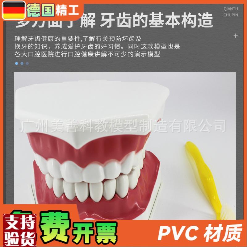 牙保健模型2倍口腔护理刷牙指导教学仪器牙O列牙齿儿童刷牙教具