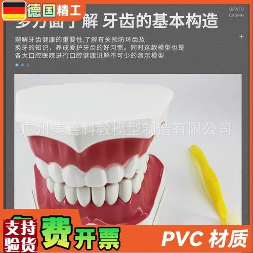 牙保健模型2倍口腔护理刷牙指导教学仪器牙O列牙齿儿童刷牙教具