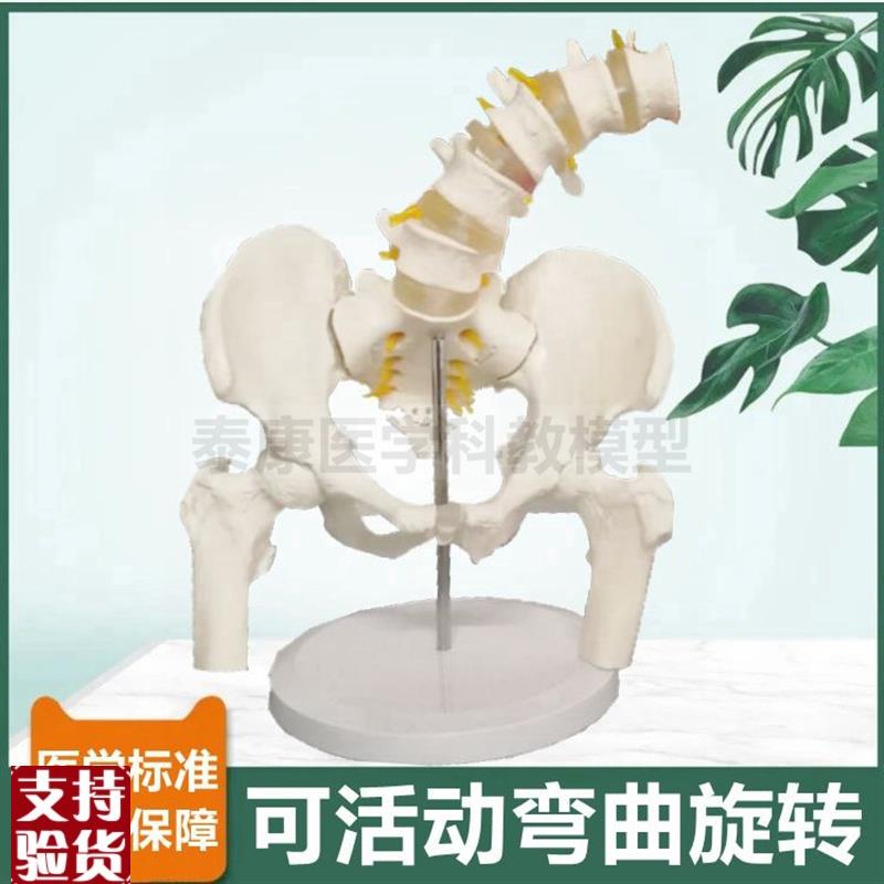 骨盆模型可活动旋转耻骨联合骶髂关节股J骨头人体腰椎前后弯曲侧