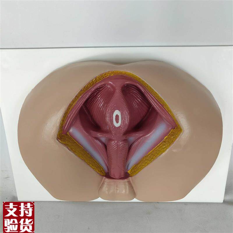 男性会阴模型会阴解剖模型男科y构造解剖模型男性生殖器官解剖模