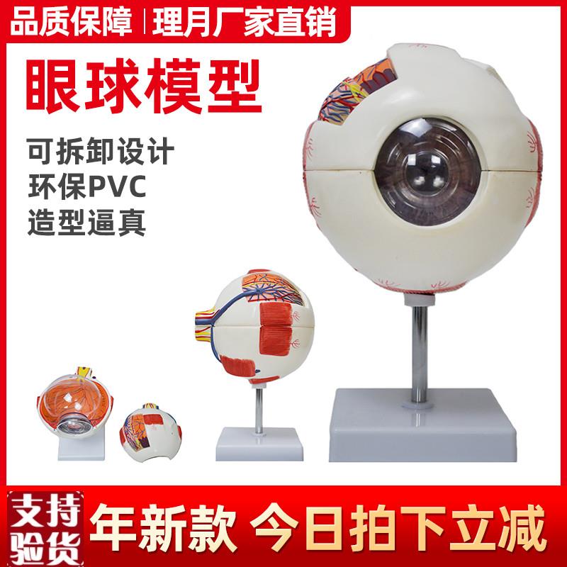 眼球解剖模型眼睛小n的结构人体教学五官科构造可拆卸医学眼珠6倍
