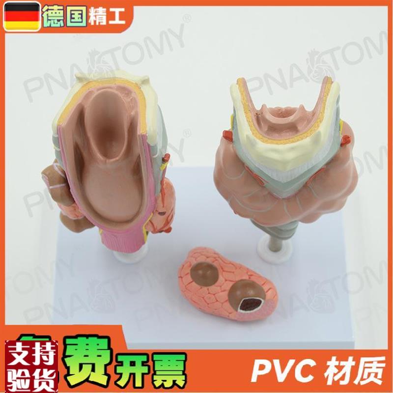 德国】甲状腺病理k喉头医学解剖模型甲亢甲低甲jian内分泌系统内