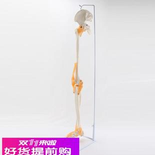 人體下肢骨模型1比1腿骨關(guān)節(jié)韌帶四肢仿真骨塑膠骨頭醫(yī)用骨科教學(xué)