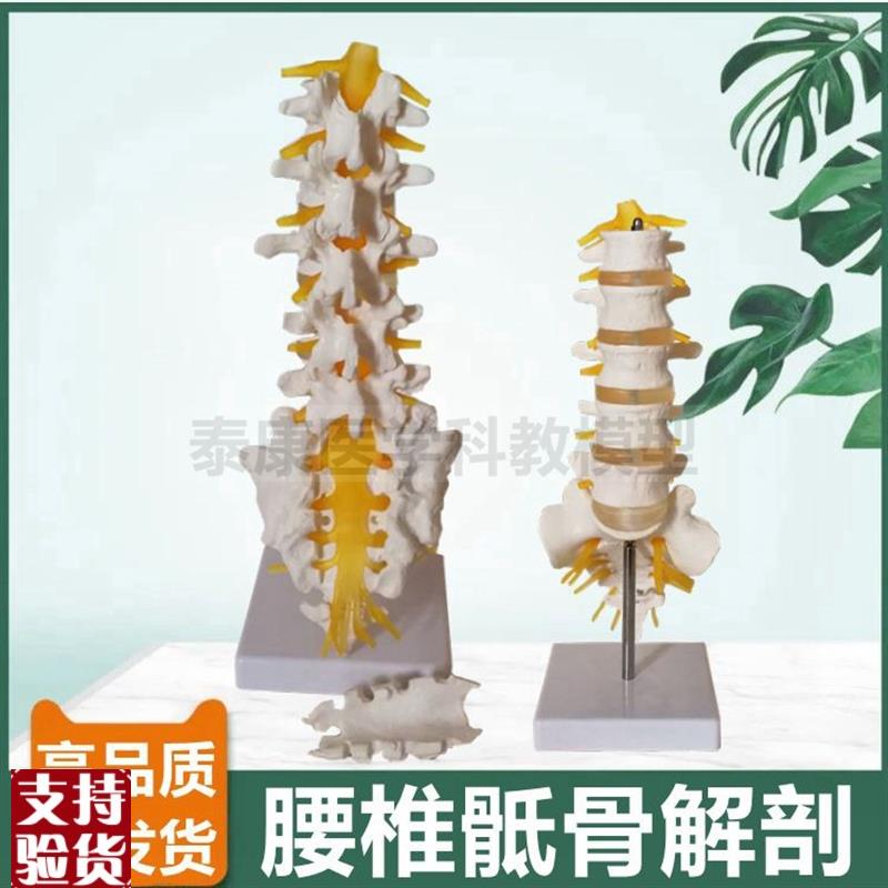 1比1腰椎模型椎间m盘脊神经骶骨尾骨瑜伽功能健身馆装备正骨小针