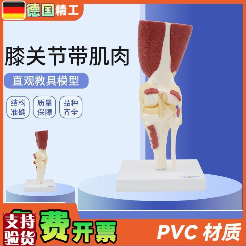 德国】1:1大人体膝关节带肌肉韧带骨骼模型膝盖R骨运动系统教学骨
