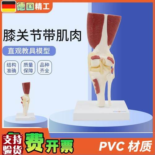 德国】1:1大人体膝关节带肌肉韧带骨骼模型膝盖R骨运动系统教学骨