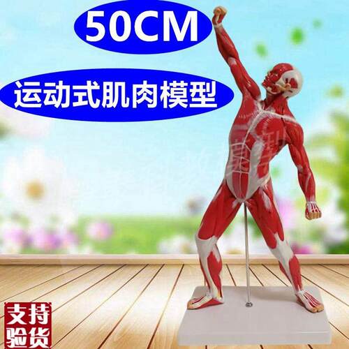 50厘米肌肉模型健美瑜伽教学运动功能训F练85CM全身肌肉可拆卸内