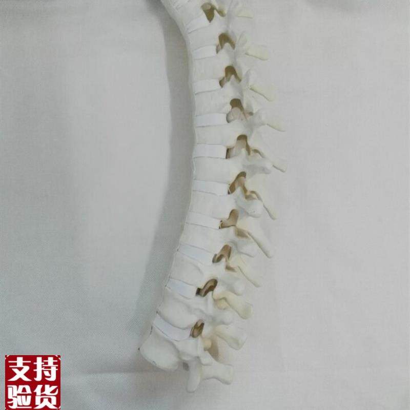 骨科手术演示练习Sawbonwe仿真骨练习骨胸椎教学医用模型医学教仪