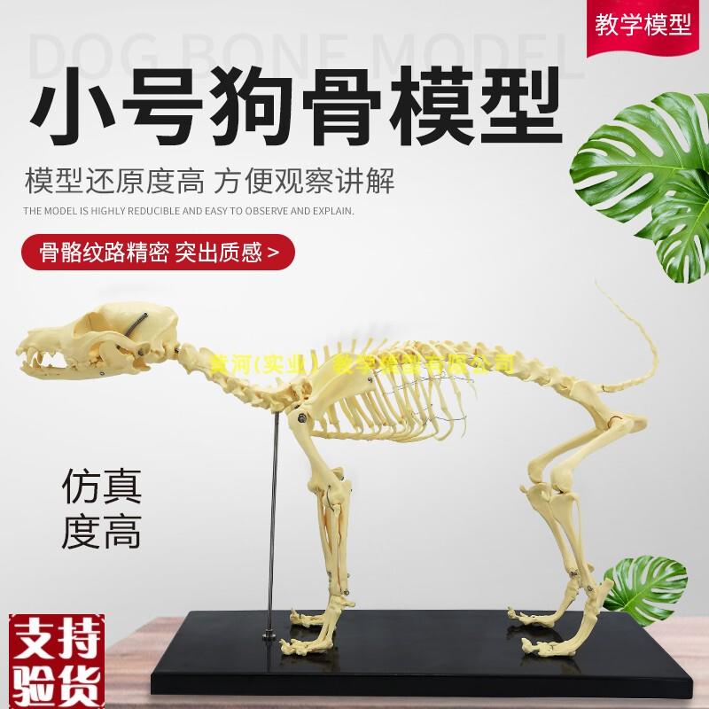 狗骨模型b骨标本狗解剖狗骨架犬犬骨模型犬骨架动物模型