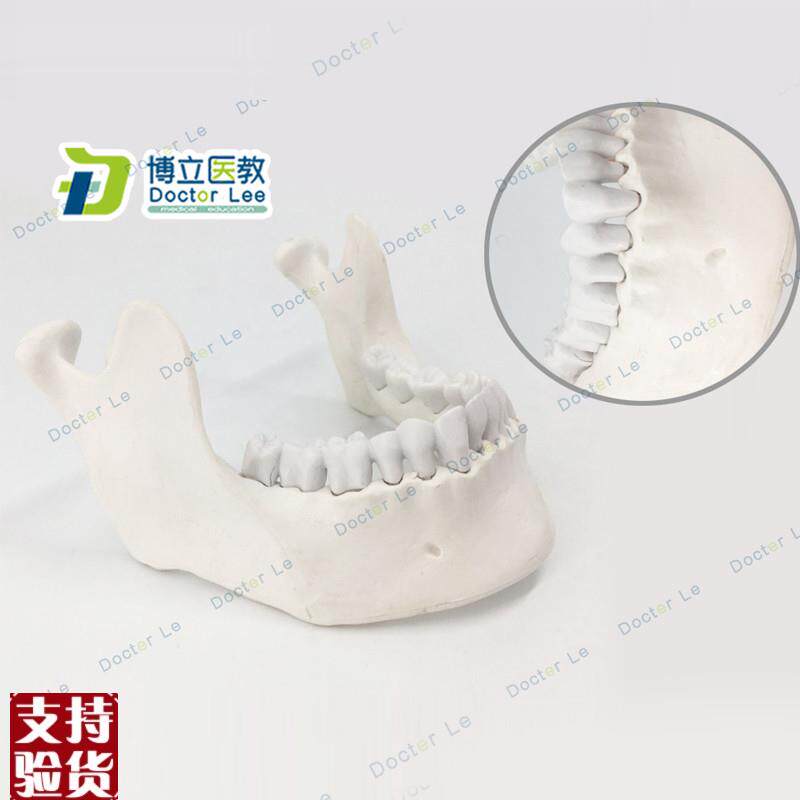 下颌骨种植模型教学模型口腔教学E模型仿骨质标准牙模散骨模型