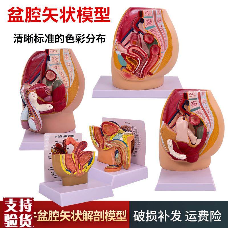 教学仿真女c盆腔模型女性泌尿生殖系统标本正中矢状切人体解剖医