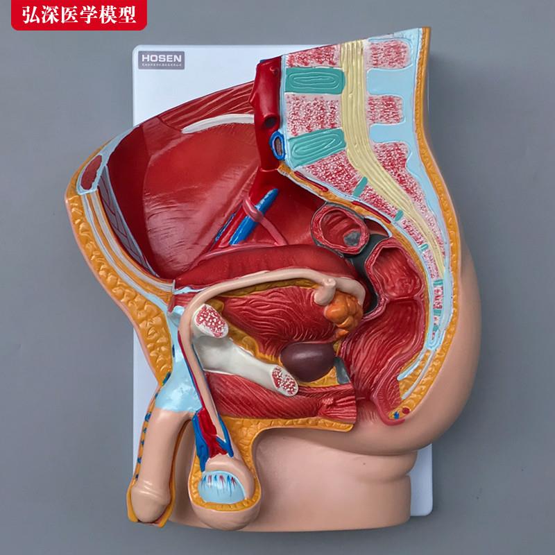 男性生殖系统模型人体o矢状解剖面结构造骨盆腔医学示教学模具玩