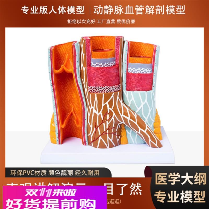 人体血管解剖模型动静脉放大层次结构演示教学模型学校医院用摆件