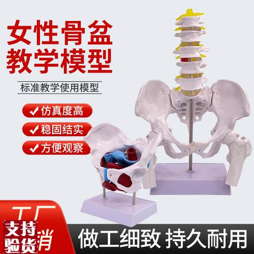 可活动骨盆模型女性骨盆及v盆底肌肉产后恢复月子中心骨骼结构教