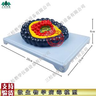 微生物学病毒模型冠状病毒初中生物教具R小学科学教学仪器