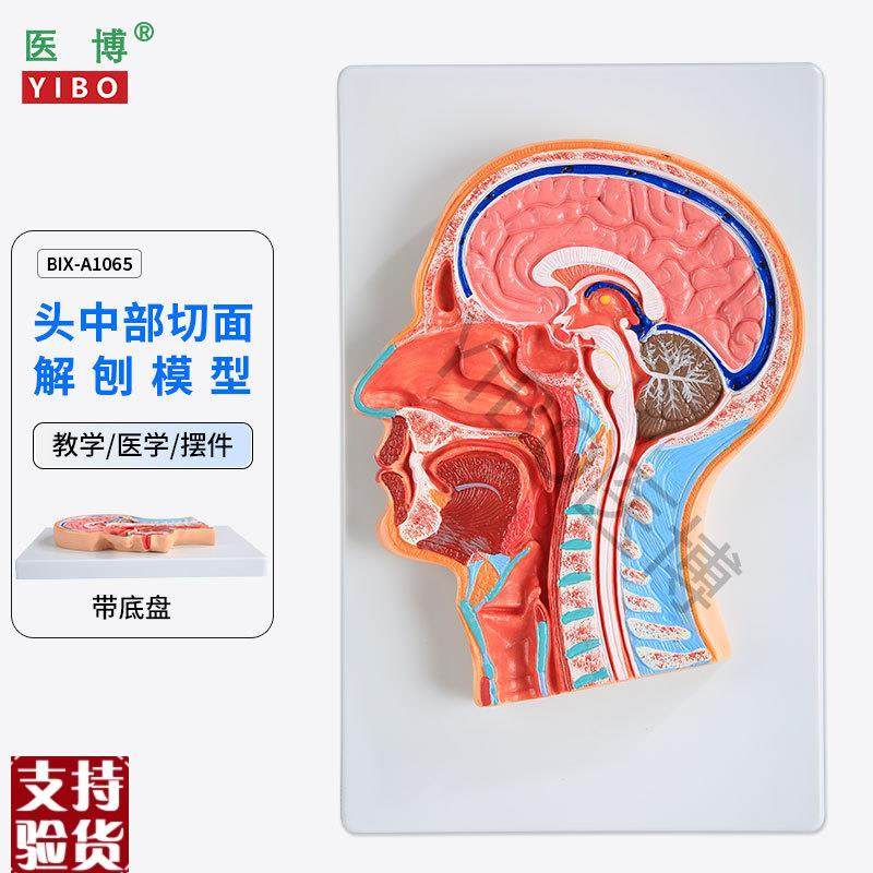 医博BIX-A106z5人体头部切面展示模型,文具电教/文化用品/商务用品,教学标本/模型,淘宝优惠券,粉丝福利购,淘宝优惠卷
