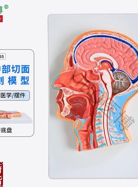 医博BIX-A106z5人体头部切面展示模型