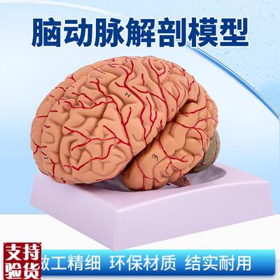 神经科脑科人体大脑解剖脑分区脑血H管脑解剖模型可拆分9部件