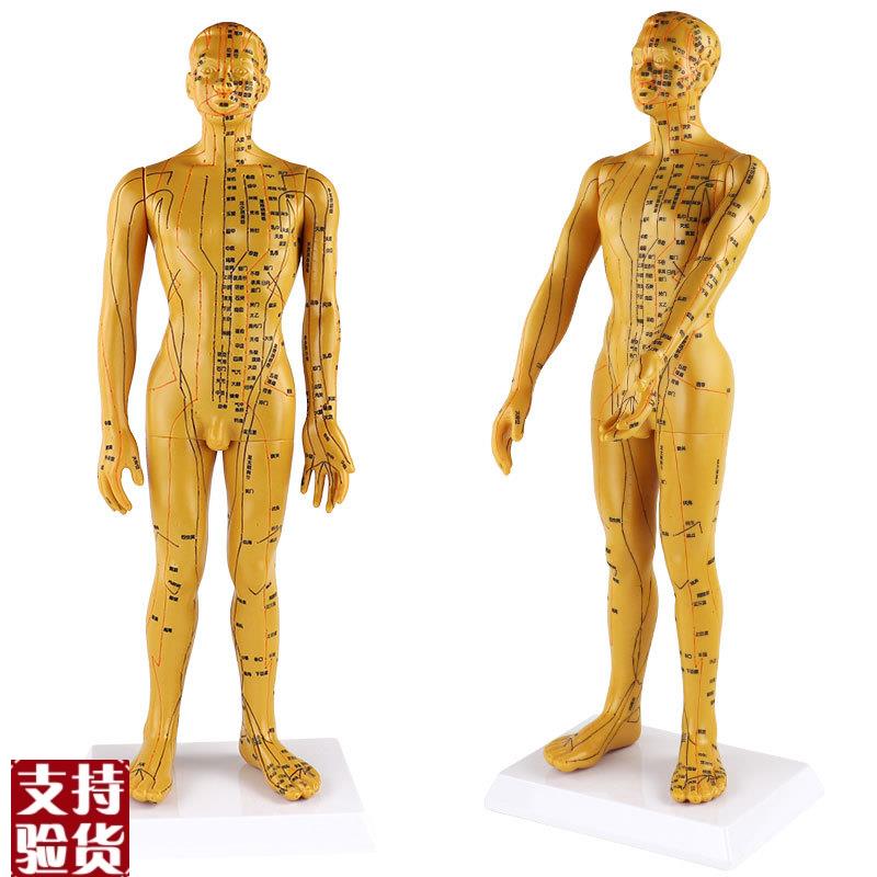 字体穴位清晰不拖j沓/人体穴位模型针灸男50cm按摩保健理疗模型