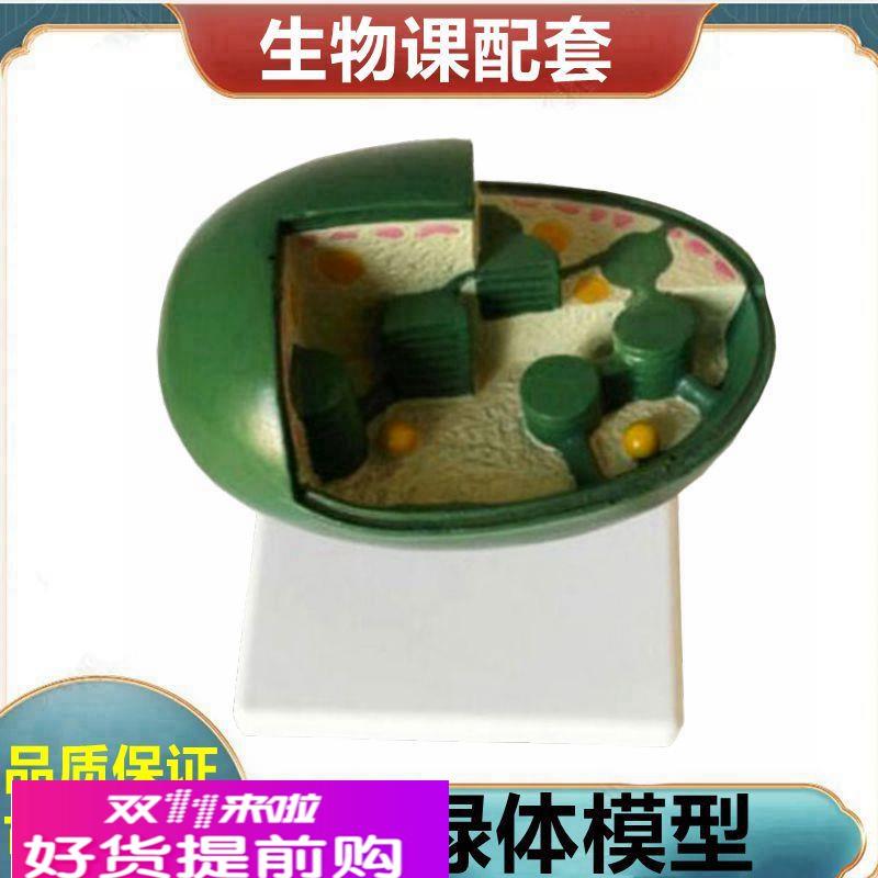 叶绿体放大模型 植物种子玉米籽根尖小麦花桃花芽结构荠菜胚发育