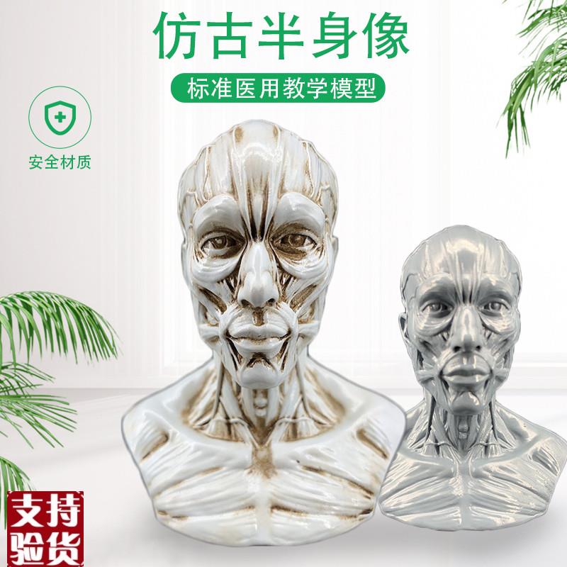 艺用人体肌肉头雕素体静物绘画参考头骨模型美术半X身像摆件造景