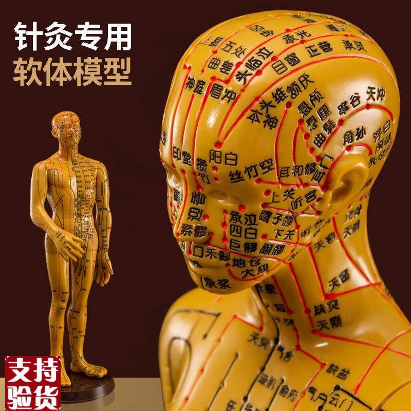 针灸穴位人体模型人全身中医十二经络小皮人经R络图穴位模特可扎
