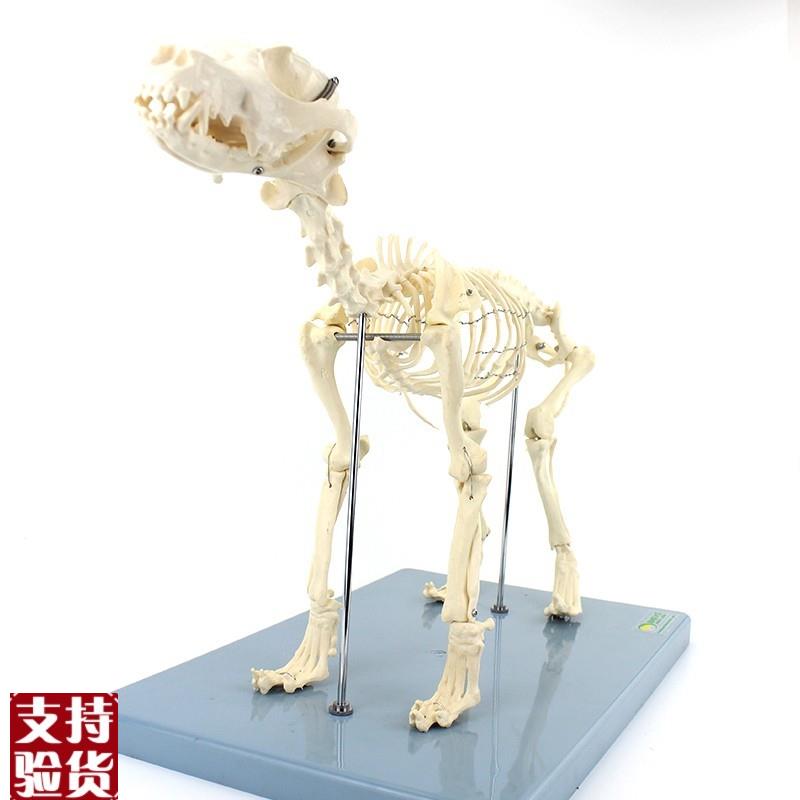 ENOVO颐诺犬全身骨骼解剖结z构狗骨头脊柱关节骨盆标本宠物高职畜