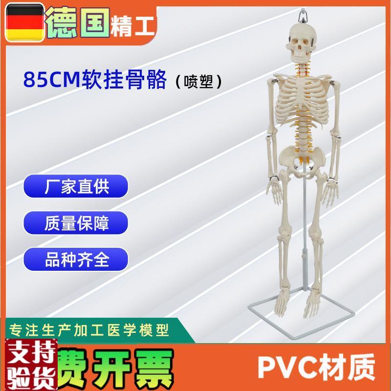 德国】医学e人体85公分软挂骨骼模型教学器材模具演示