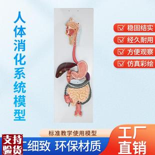 人体消化系统模型l消化道胃剖面鼻咽喉胃解剖模型肛肠科大小肠