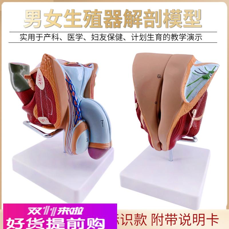 教学女性男性生殖器泌尿系统标本内外生殖器睾丸解剖模型医疗教具