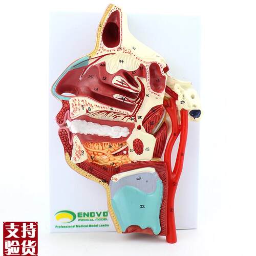 NOVO颐诺人体r口鼻咽喉内侧面血管神经模型