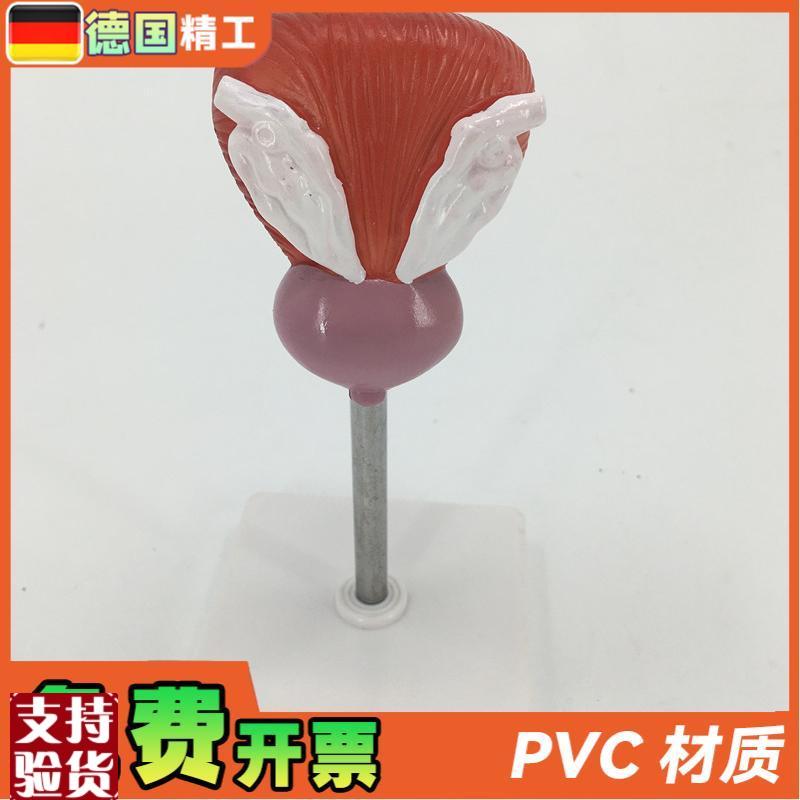 教学仿真膀胱模型人n体膀胱解剖标本2部件正常自然大膀胱医疗教具