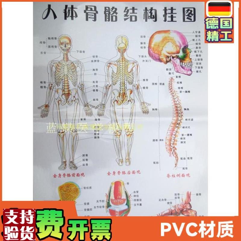 人体骨架图谱骨骼图e大号挂图医学挂图人体骨架解剖图谱防水