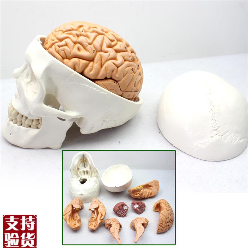 ENOVO颐诺医k学人体头颅骨大脑模型头骨模型1:1颅脑模型解剖大