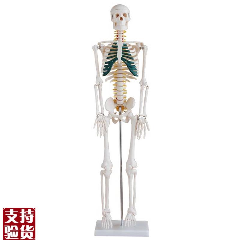 85CM骨骼g模型人体全身骨骼模型带神经心脏骨骼带神经椎间盘模型