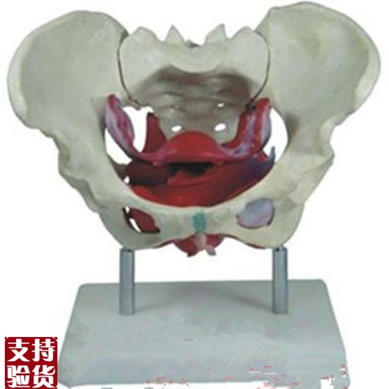 女性假骨盆及盆底肌肉模型人体解D剖骨骼医学教学用训练标本模具