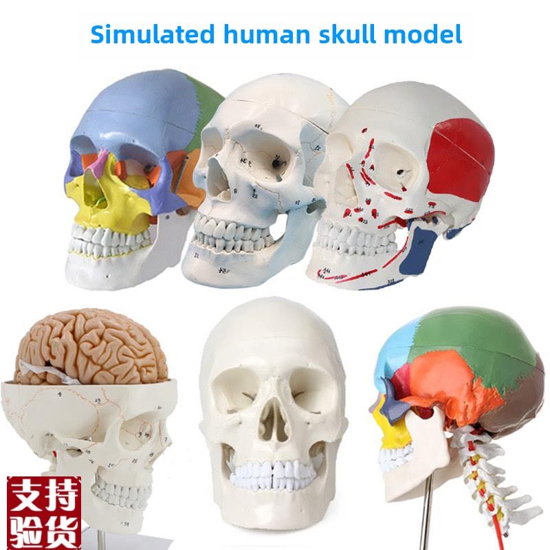 成人1:1颅骨j解剖标本医用人造颅骨模型可拆卸彩色颅骨