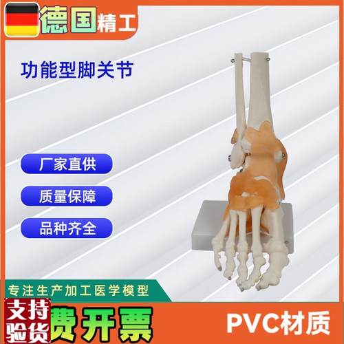 功能型脚关节模型人体关J节模型教学模型脚骨