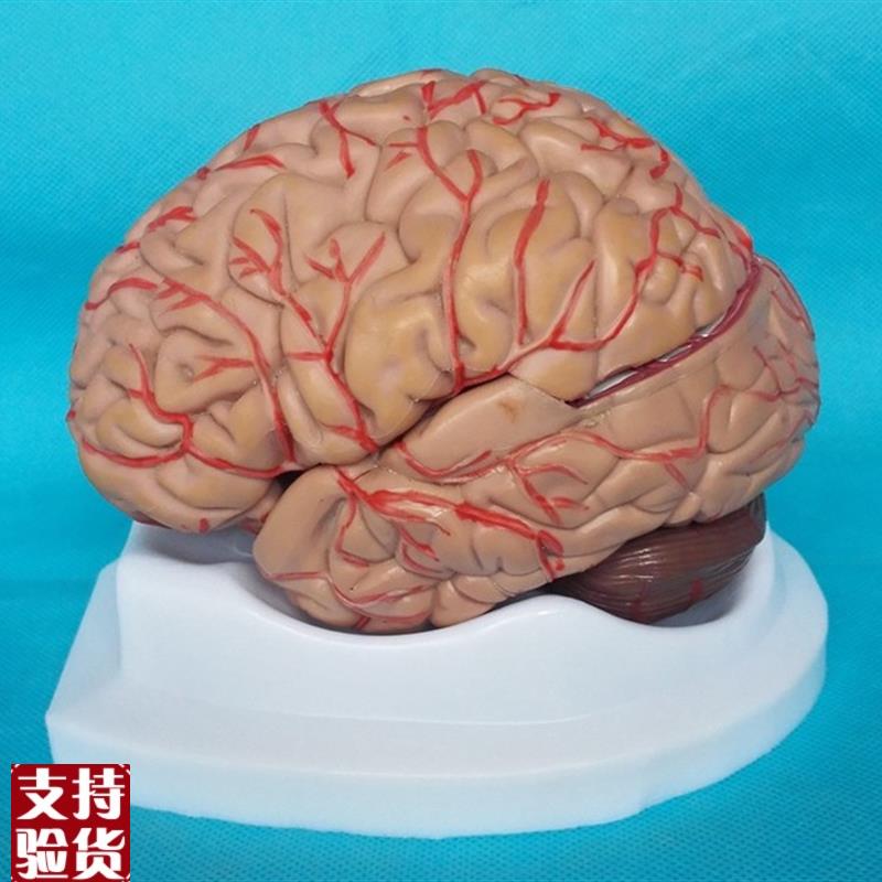 包邮人体b脑模型(8件)脑模器官解剖模型医用教学人体脑模型