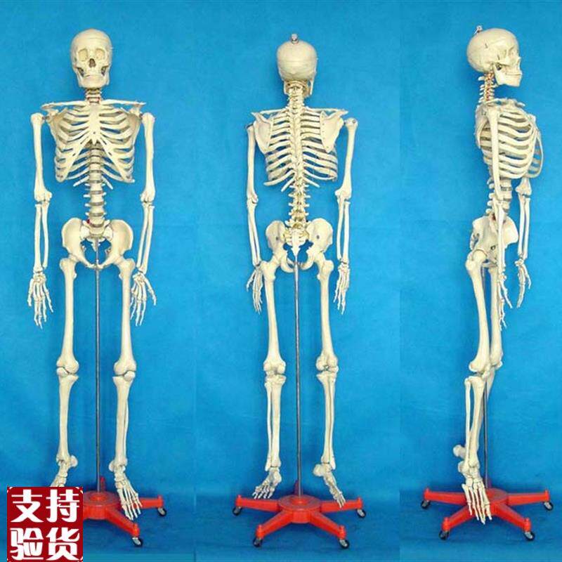 包邮标本骨骼h模型170CM人体模型骨骼人骨医学教人体骨架